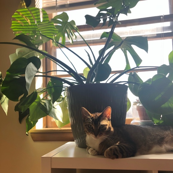 Meet Your Posher, Maggie! - Picture 3 of 3